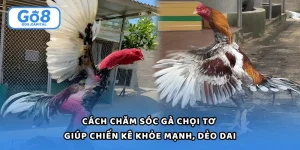 Đá Gà Campuchia - Hướng Dẫn Chi Tiết Cho Người Mới Tham Gia 