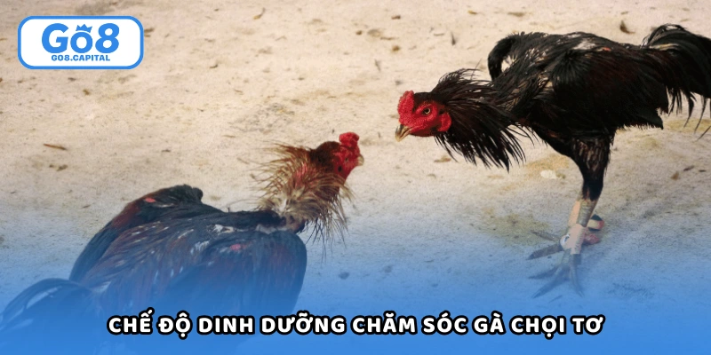 Chế độ dinh dưỡng hợp lý trong cách chăm sóc gà chọi tơ