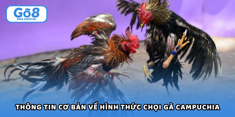 Thông tin cơ bản về hình thức chọi gà Campuchia