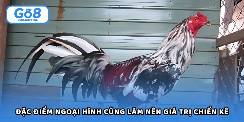 Đặc điểm ngoại hình cũng làm nên giá trị chiến kê