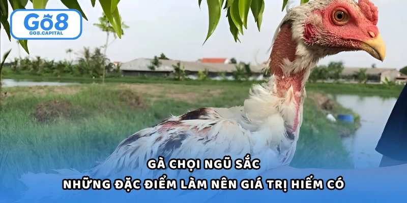 Gà Chọi Ngũ Sắc Và Những Đặc Điểm Làm Nên Giá Trị Hiếm Có